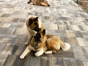 Foto №3. Amerikanischer Akita ZKWP/FCI. Polen