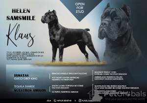 Foto №2. Paarung Service cane corso italiano. Preis - verhandelt