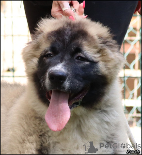 Zusätzliche Fotos: Kaukasische Schäferhundwelpen