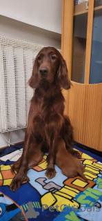 Foto №3. Rote Welpen des irischen roten Setters. Ukraine