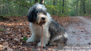 Foto №2 zu Ankündigung № 106005 zu verkaufen  - einkaufen Polen quotient 	ankündigung