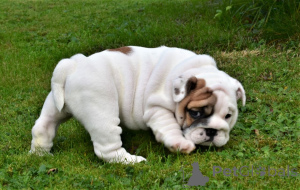 Foto №2 zu Ankündigung № 135288 zu verkaufen  - einkaufen Malta 