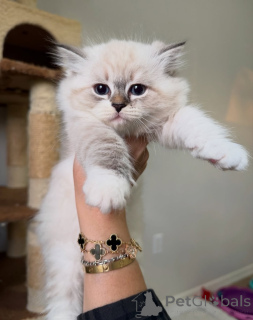 Foto №1. sibirische katze - zum Verkauf in der Stadt Eksjo | verhandelt | Ankündigung № 160243