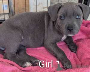 Foto №3. Hervorragender Wurf blauer Staffordshire Bullterrier-Welpen.. Deutschland