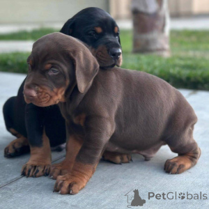 Foto №1. dobermann - zum Verkauf in der Stadt Mexiko -Stadt | 727€ | Ankündigung № 172864