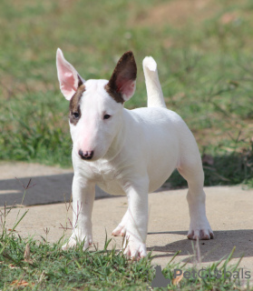 Foto №3. Mini-Bullterrier-Welpen. Serbien