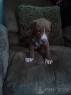 Foto №4. Ich werde verkaufen american pit bull terrier in der Stadt Bielefeld. quotient 	ankündigung - preis - 700€