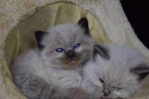 Foto №2 zu Ankündigung № 123467 zu verkaufen ragdoll-katze - einkaufen Deutschland quotient 	ankündigung, züchter