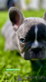 Zusätzliche Fotos: Hallo Französische Bulldoggenwelpen zu verkaufen.