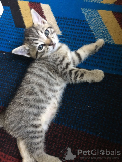 Foto №3. Atemberaubende Tabbykatze (Scottish Fold). Australien