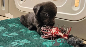 Foto №3. Labrador-Retriever. Deutschland