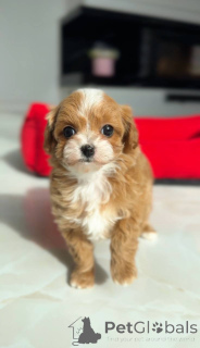 Foto №4. Ich werde verkaufen mischlingshund in der Stadt Berlin. züchter - preis - verhandelt