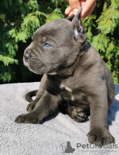 Foto №1. cane corso italiano - zum Verkauf in der Stadt Belgrad | verhandelt | Ankündigung № 119974