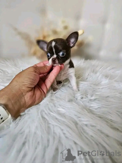 Foto №4. Ich werde verkaufen chihuahua in der Stadt Paris. züchter - preis - Frei