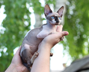 Foto №3. Kanadische Sphynx Girls. Russische Föderation