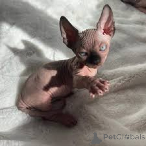 Foto №2 zu Ankündigung № 166783 zu verkaufen sphynx-katze - einkaufen Frankreich quotient 	ankündigung, züchter