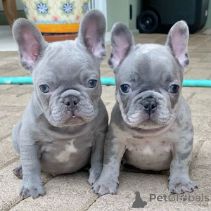 Foto №1. französische bulldogge - zum Verkauf in der Stadt Darmstadt | 450€ | Ankündigung № 171432