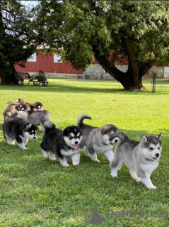 Foto №1. alaskan malamute - zum Verkauf in der Stadt Murcia | verhandelt | Ankündigung № 176555