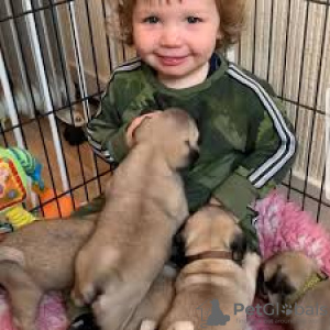 Foto №2 zu Ankündigung № 126557 zu verkaufen mops - einkaufen Deutschland quotient 	ankündigung