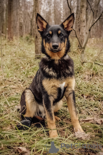 Foto №2 zu Ankündigung № 9813 zu verkaufen mischlingshund - einkaufen Russische Föderation aus dem tierheim