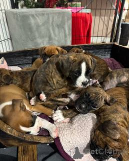 Foto №4. Ich werde verkaufen  in der Stadt Guelph.  - preis - 775€