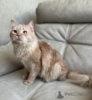 Foto №1.  - zum Verkauf in der Stadt Minsk | Frei | Ankündigung № 138800