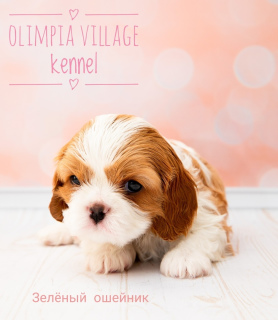Zusätzliche Fotos: Kennel RKF "Olimpia Village" (Moskau) bietet hochrangigen Welpen