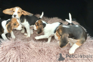 Foto №2 zu Ankündigung № 123640 zu verkaufen beagle - einkaufen Deutschland 