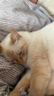 Foto №2 zu Ankündigung № 142270 zu verkaufen  - einkaufen Luxemburg quotient 	ankündigung