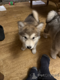 Foto №2 zu Ankündigung № 130488 zu verkaufen alaskan malamute - einkaufen Dänemark 