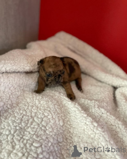 Foto №1. französische bulldogge - zum Verkauf in der Stadt Paris | 2500€ | Ankündigung № 163038