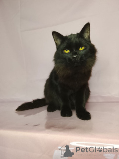 Foto №1.  - zum Verkauf in der Stadt Moskwa | Frei | Ankündigung № 160285