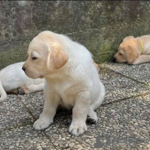 Foto №2 zu Ankündigung № 165329 zu verkaufen labrador retriever - einkaufen Österreich züchter