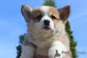 Foto №3. Welsh Corgi - Pembroke. Serbien