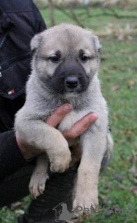 Foto №1. anatolischer hirtenhund - zum Verkauf in der Stadt Kragujevac | verhandelt | Ankündigung № 79382