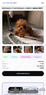 Foto №4. Ich werde verkaufen maltipu in der Stadt Vitebsk. vom kindergarten - preis - 1600€