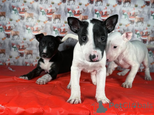 Foto №1. bullterrier - zum Verkauf in der Stadt Vilnius | 950€ | Ankündigung № 175422