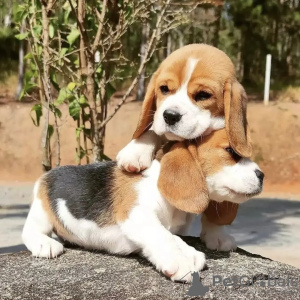 Foto №1. beagle - zum Verkauf in der Stadt Bonn | 360€ | Ankündigung № 119270