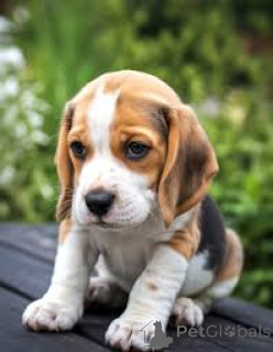 Foto №3. Chiots Beagle zu verkaufen. Belgien