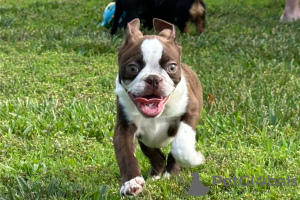 Foto №3. Boston Terrier-Welpen. Deutschland