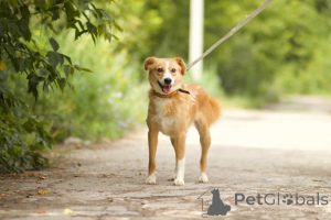 Foto №2 zu Ankündigung № 150470 zu verkaufen mischlingshund - einkaufen Russische Föderation quotient 	ankündigung