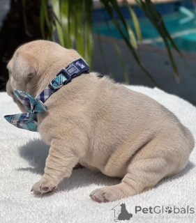 Foto №2 zu Ankündigung № 144963 zu verkaufen französische bulldogge - einkaufen USA züchter