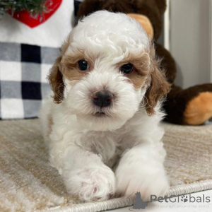 Foto №2 zu Ankündigung № 134927 zu verkaufen  - einkaufen Deutschland 