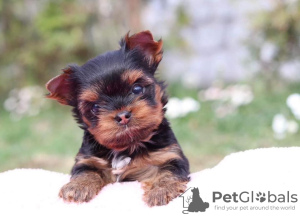 Foto №2 zu Ankündigung № 97259 zu verkaufen chihuahua, yorkshire terrier - einkaufen Deutschland quotient 	ankündigung