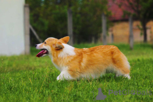 Foto №3. Walisischer Corgi Pembroke zum Verkauf weiblich. Serbien