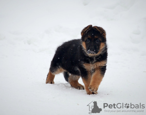 Foto №2 zu Ankündigung № 80271 zu verkaufen deutscher schäferhund - einkaufen Russische Föderation vom kindergarten