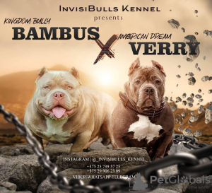 Foto №4. Ich werde verkaufen american bully in der Stadt Minsk. züchter - preis - 2510€