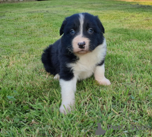 Foto №3. Entzückende Border-Collie-Welpen zur kostenlosen Adoption. Deutschland