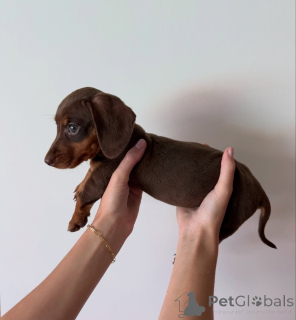 Foto №3. Prachtige teckelpuppy's zoeken een liefdevol nieuw thuis. Niederlande