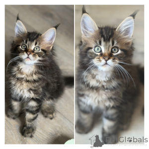 Foto №2 zu Ankündigung № 174691 zu verkaufen maine-coon-katze - einkaufen Belgien 
